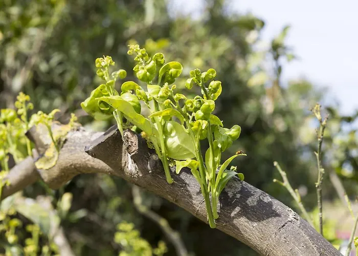 Relais Regina Giovanna