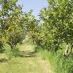 Relais Regina Giovanna Ξενοδοχείο Σορέντο