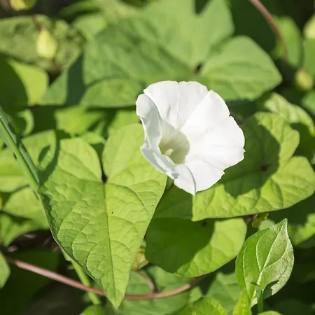 호텔 렐라이스 레지나 조반나