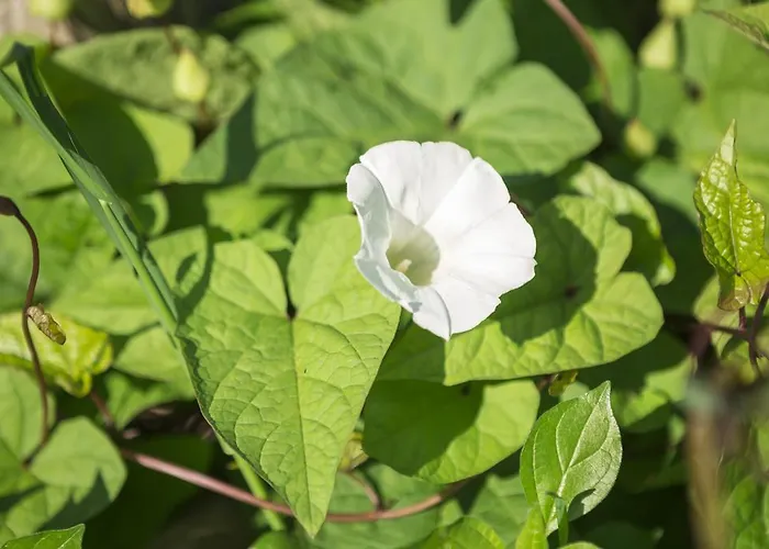 מלון Relais Regina Giovanna