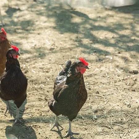 Relais Regina Giovanna Sorrento